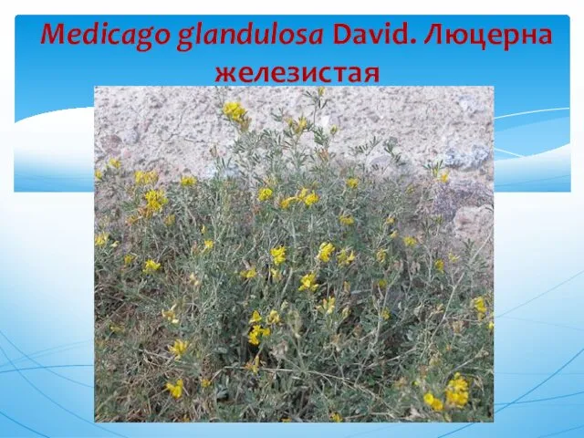 Medicago glandulosa David. Люцерна железистая