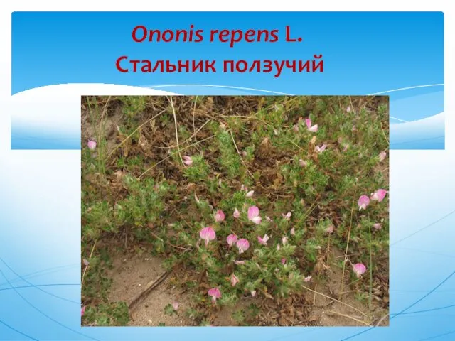 Ononis repens L. Стальник ползучий