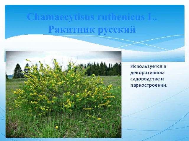 Chamaecytisus ruthenicus L. Ракитник русский Используется в декоративном садоводстве и паркостроении.