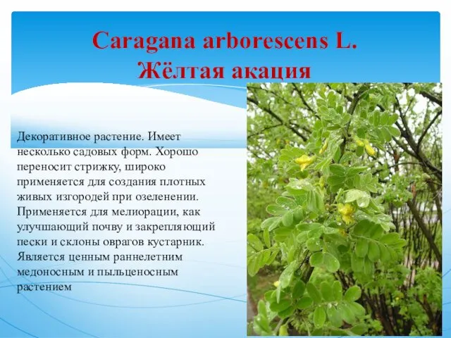 Caragana arborescens L. Жёлтая акация Декоративное растение. Имеет несколько садовых