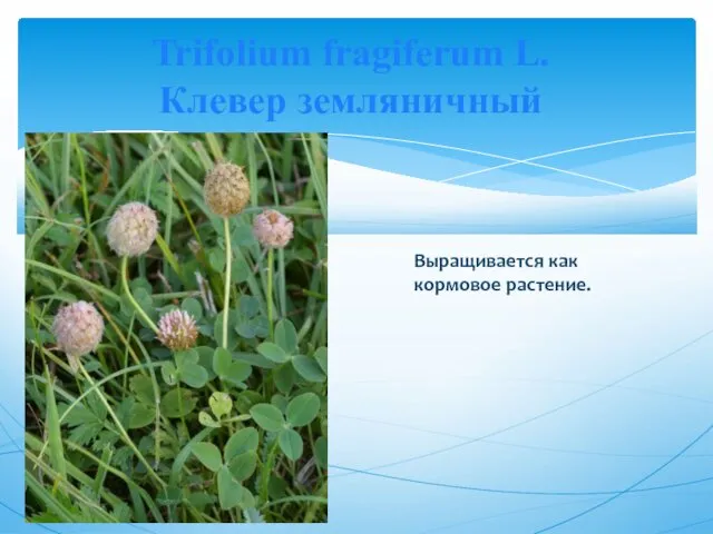 Trifolium fragiferum L. Клевер земляничный