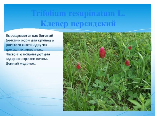 Trifolium resupinatum L. Клевер персидский