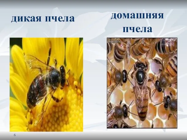 дикая пчела домашняя пчела