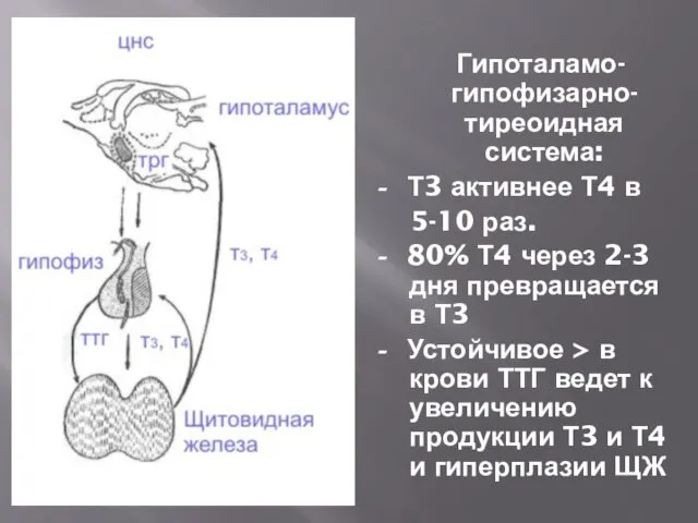 Гипоталамо-гипофизарно-тиреоидная система: - Т3 активнее Т4 в 5-10 раз. -