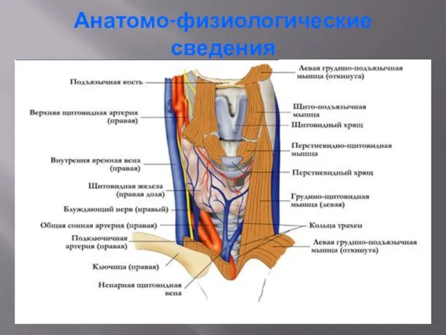 Анатомо-физиологические сведения