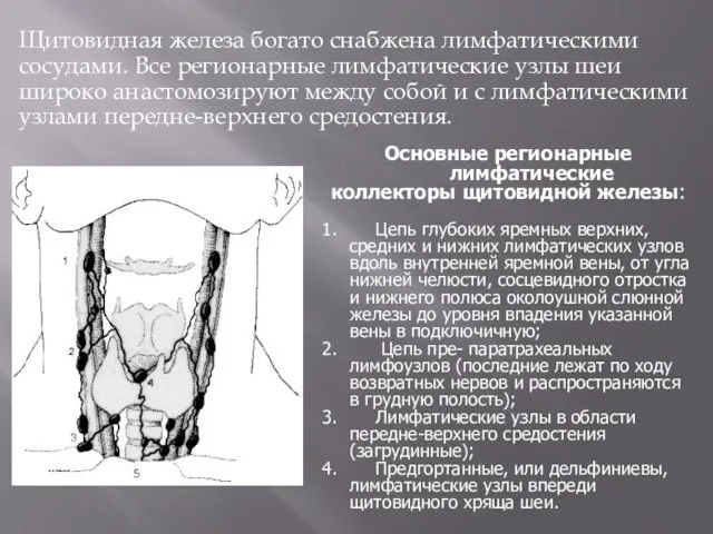 Щитовидная железа богато снабжена лимфатическими сосудами. Все регионарные лимфатические узлы