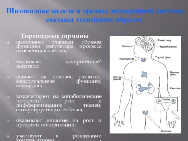 Щитовидная железа и органы эндокринной системы связаны теснейшим образом Тиреоидные