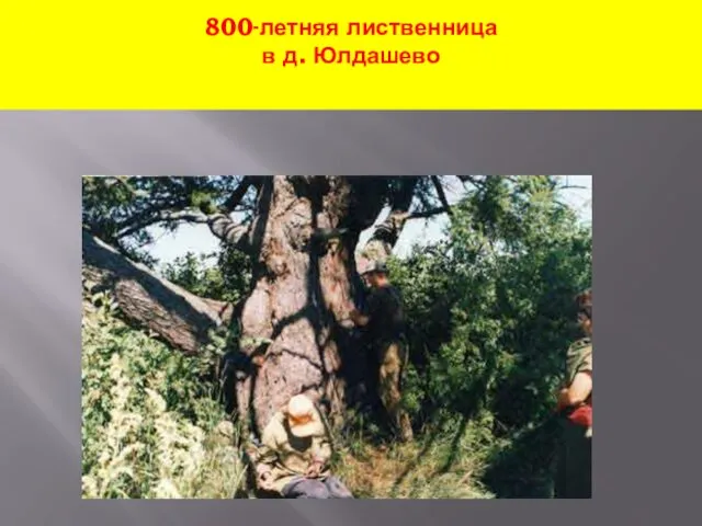 800-летняя лиственница в д. Юлдашево
