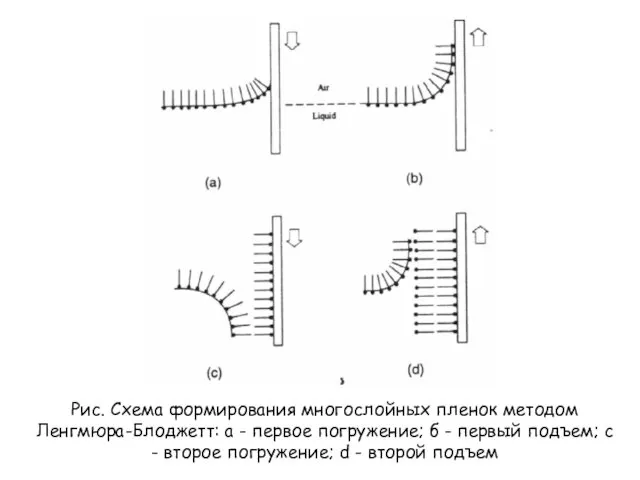 Рис. Схема формирования многослойных пленок методом Ленгмюра-Блоджетт: а - первое