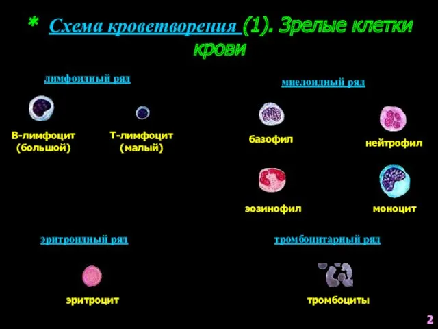 * Схема кроветворения (1). Зрелые клетки крови лимфоидный ряд миелоидный