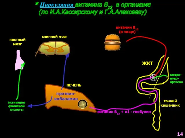 * Циркуляция витамина В12 в организме (по И.А.Кассирскому и Г.А.Алексееву)