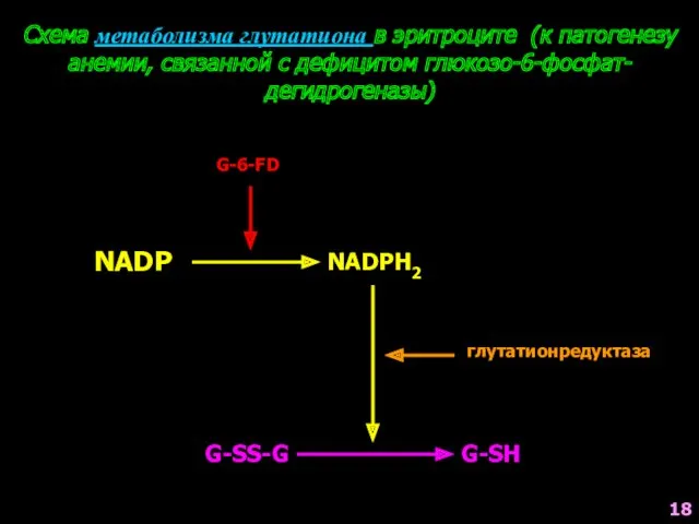 Схема метаболизма глутатиона в эритроците (к патогенезу анемии, связанной с