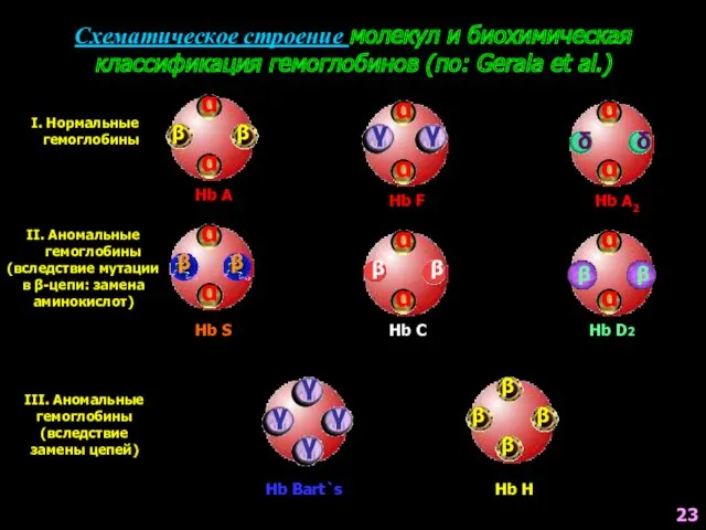 Схематическое строение молекул и биохимическая классификация гемоглобинов (по: Gerala et