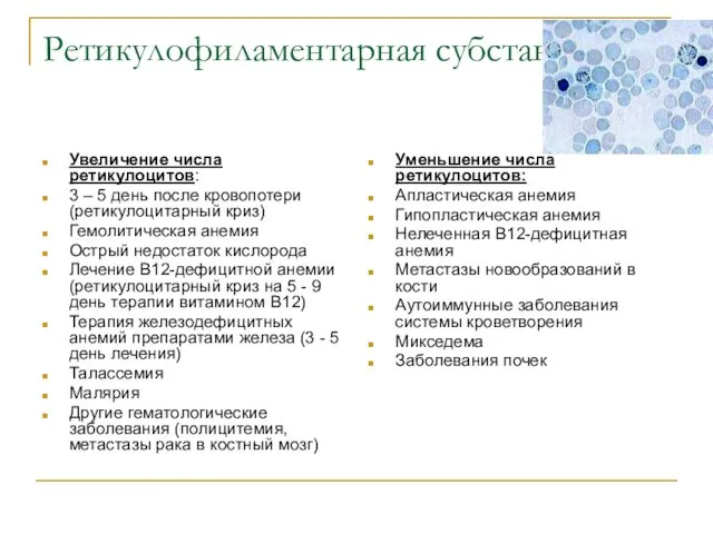 Ретикулофиламентарная субстанция Увеличение числа ретикулоцитов: 3 – 5 день после