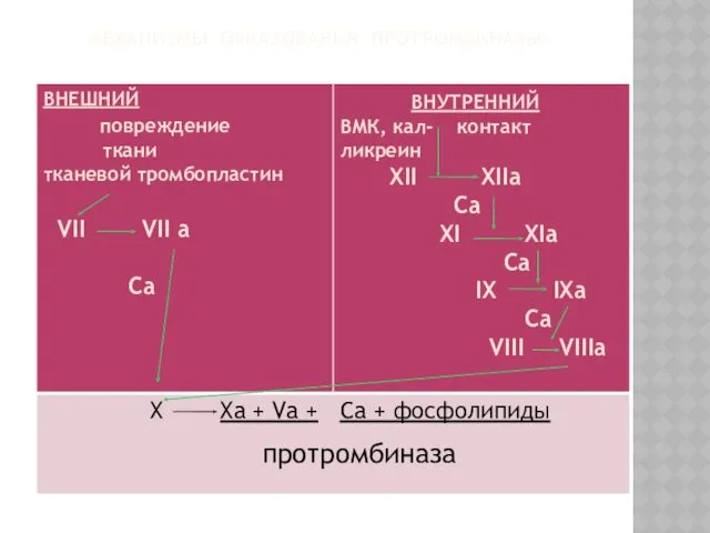 МЕХАНИЗМЫ ОБРАЗОВАНИЯ ПРОТРОМБИНАЗЫ: протромбиназа