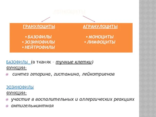 ЛЕЙКОЦИТЫ БАЗОФИЛЫ (в тканях – тучные клетки) ФУНКЦИИ: синтез гепарина,