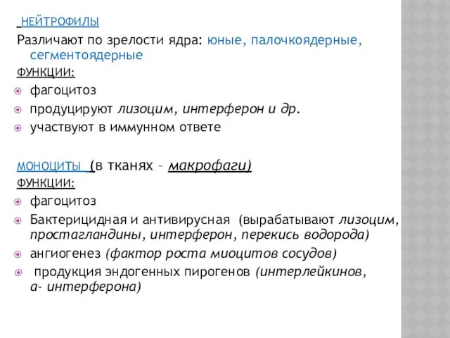 НЕЙТРОФИЛЫ Различают по зрелости ядра: юные, палочкоядерные, сегментоядерные ФУНКЦИИ: фагоцитоз