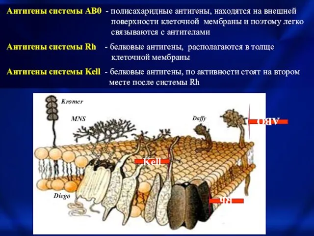 Антигены системы AB0 - полисахаридные антигены, находятся на внешней поверхности