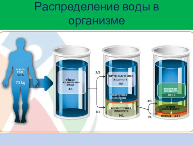 Распределение воды в организме