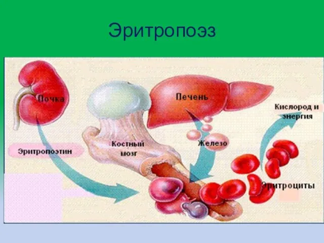 Эритропоэз