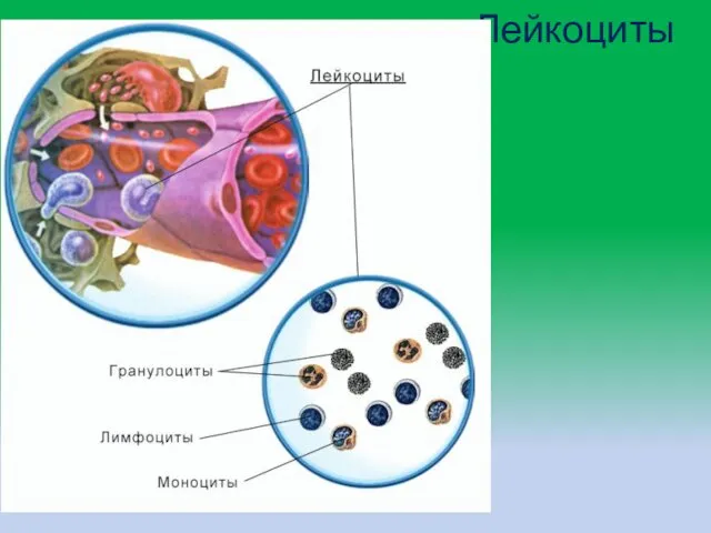 Лейкоциты