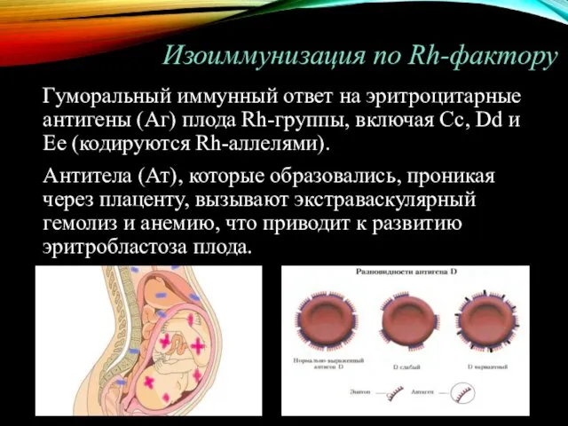 Гуморальный иммунный ответ на эритроцитарные антигены (Аг) плода Rh-группы, включая