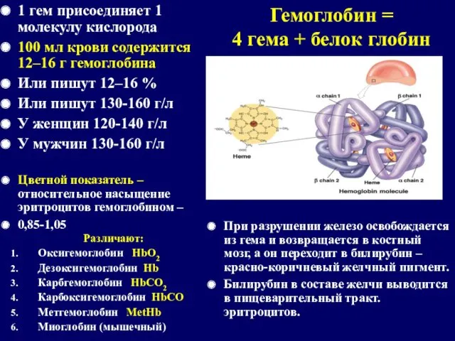 Гемоглобин = 4 гема + белок глобин 1 гем присоединяет