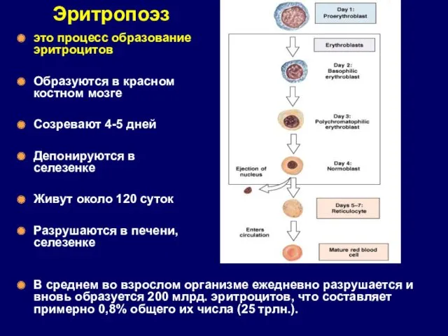Эритропоэз это процесс образование эритроцитов Образуются в красном костном мозге