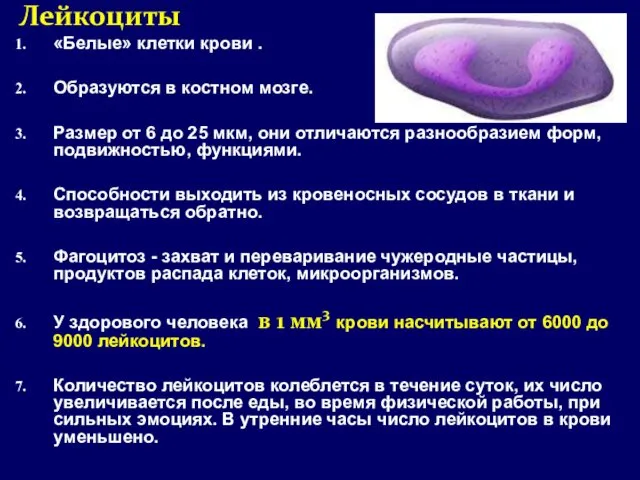 Лейкоциты «Белые» клетки крови . Образуются в костном мозге. Размер