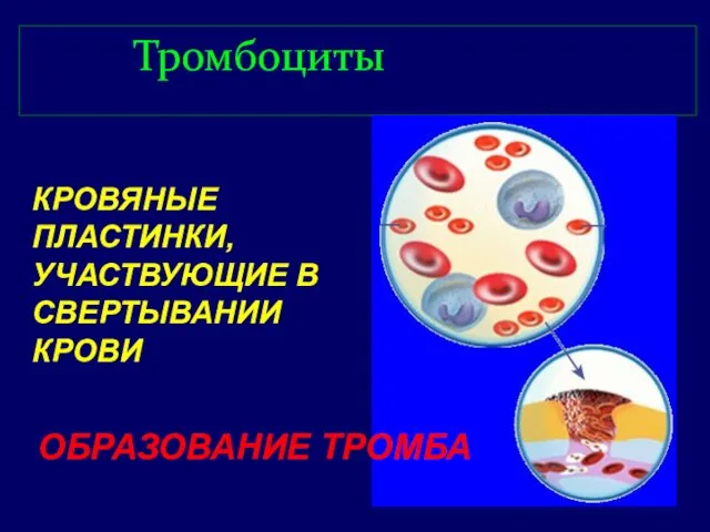 Тромбоциты ОБРАЗОВАНИЕ ТРОМБА КРОВЯНЫЕ ПЛАСТИНКИ, УЧАСТВУЮЩИЕ В СВЕРТЫВАНИИ КРОВИ