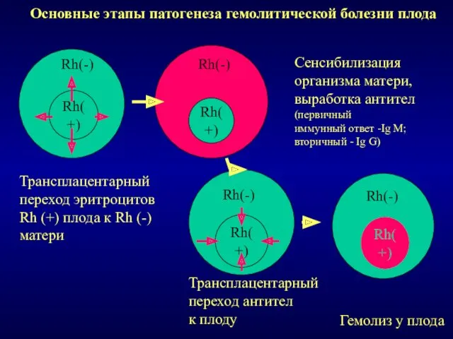 Rh(+) Rh(-) Rh(+) Rh(+) Rh(-) Rh(-) Трансплацентарный переход эритроцитов Rh