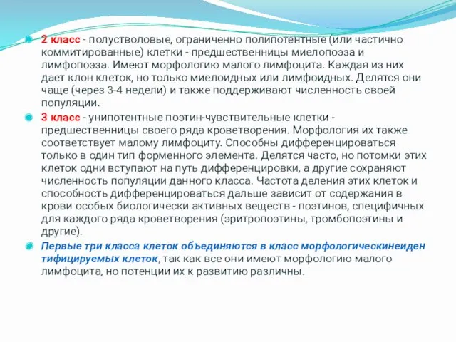 2 класс - полустволовые, ограниченно полипотентные (или частично коммитированные) клетки - предшественницы миелопоэза