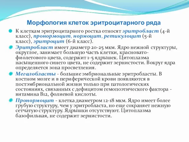 Морфология клеток эритроцитарного ряда К клеткам эритроцитарного ростка относят эритробласт (4-й класс), пронормоцит,