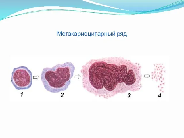 Мегакариоцитарный ряд