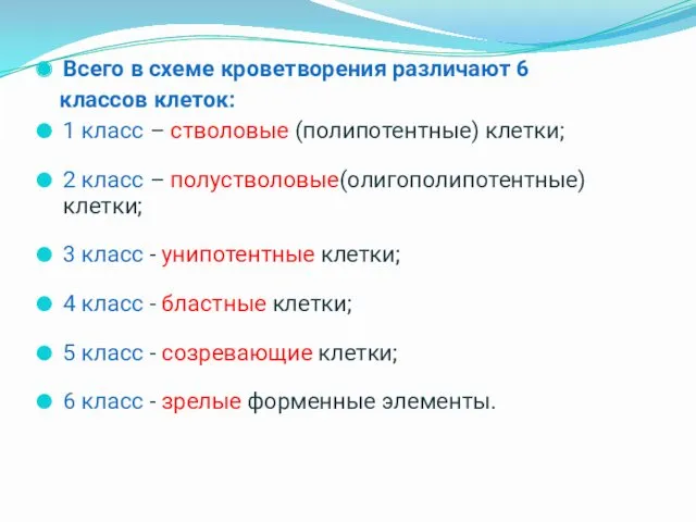 Всего в схеме кроветворения различают 6 классов клеток: 1 класс – стволовые (полипотентные)