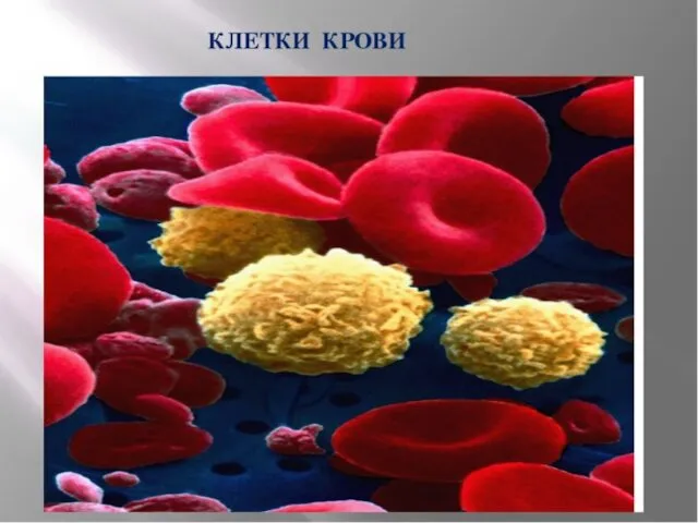 Морфологическая и функциональная характеристика клеток различных классов схемы кроветворения