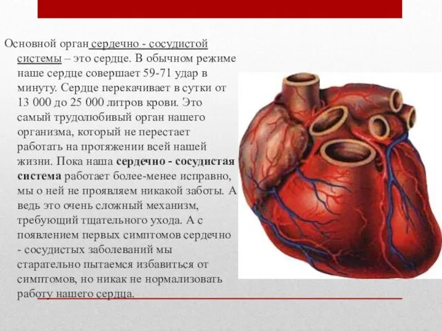 Основной орган сердечно - сосудистой системы – это сердце. В