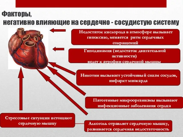 Факторы, негативно влияющие на сердечно - сосудистую систему Недостаток кислорода