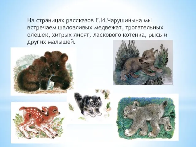 На страницах рассказов Е.И.Чарушинына мы встречаем шаловливых медвежат, трогательных олешек,