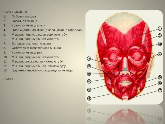 Рис.41 (мышцы) 1. Лобовая мышца 2. Височная мышца 3. Круговая