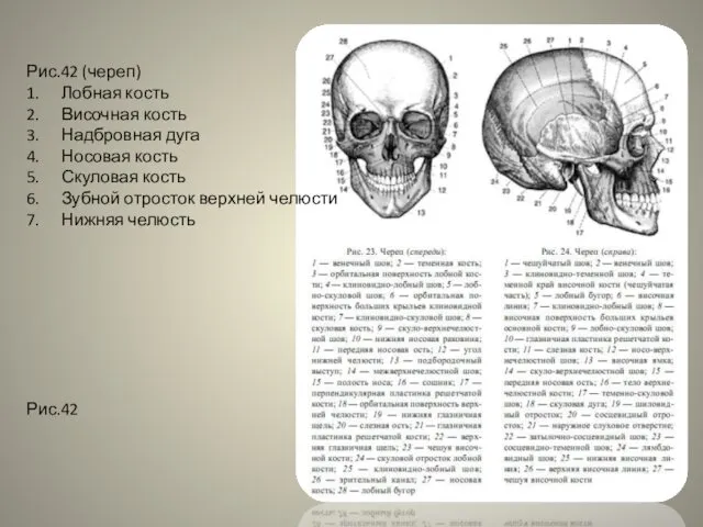 Рис.42 (череп) 1. Лобная кость 2. Височная кость 3. Надбровная