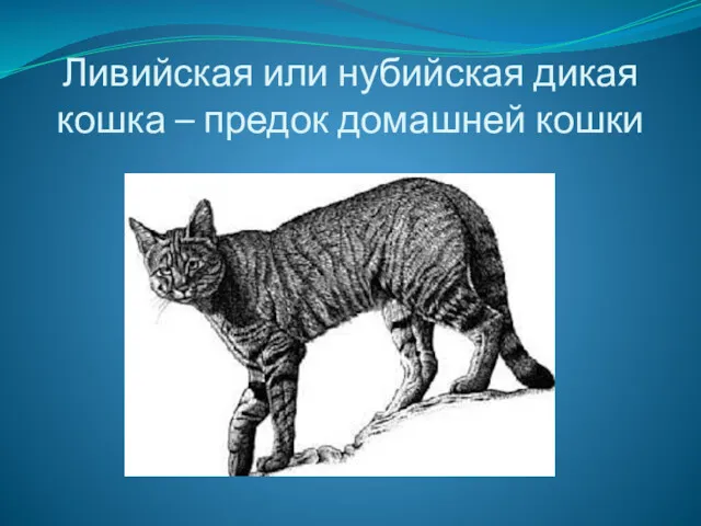 Ливийская или нубийская дикая кошка – предок домашней кошки