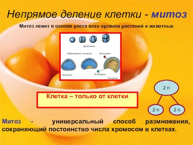 Непрямое деление клетки - митоз Клетка – только от клетки