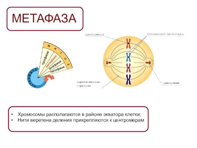 МЕТАФАЗА Хромосомы располагаются в районе экватора клетки; Нити веретена деления прикрепляются к центромерам
