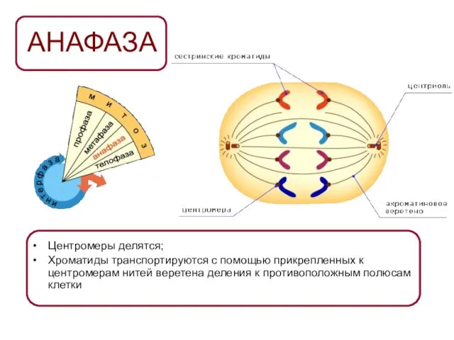 АНАФАЗА Центромеры делятся; Хроматиды транспортируются с помощью прикрепленных к центромерам