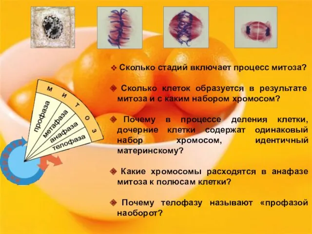 Сколько стадий включает процесс митоза? Сколько клеток образуется в результате