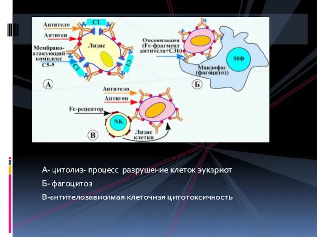 А- цитолиз- процесс разрушение клеток эукариот Б- фагоцитоз В-антителозависимая клеточная цитотоксичность