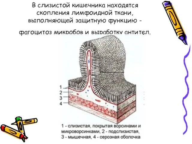 В слизистой кишечника находятся скопления лимфоидной ткани, выполняющей защитную функцию - фагоцитоз микробов и выработку антител.