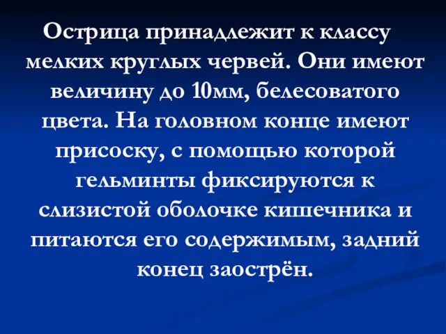 Острица принадлежит к классу мелких круглых червей. Они имеют величину до 10мм, белесоватого