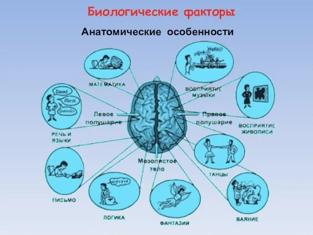 Биологические факторы Анатомические особенности